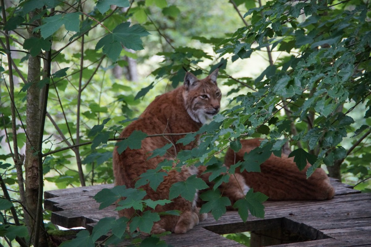 Wildpark 2019